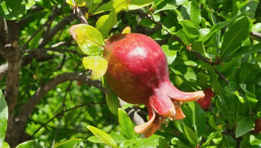 Spacer po Alanyi photo 10